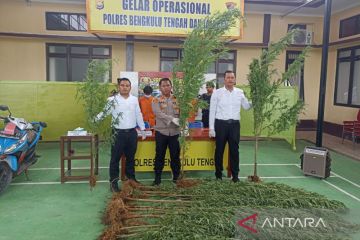 Polres Bengkulu Tengah sita 32 batang ganja siap panen