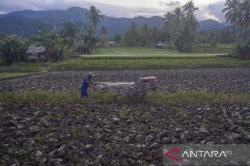 Petani Beralih dari Tanaman Palawija ke Padi