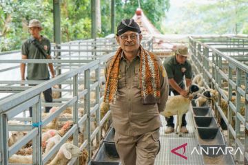 Mentan minta peternak kambing Yogyakarta penuhi kebutuhan nasional