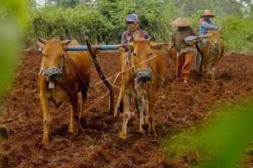 Bajak Lahan Pertanian Dengan Sapi