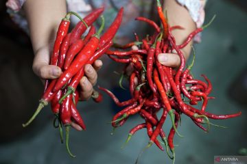 HARGA CABAI NAIK DRASTIS