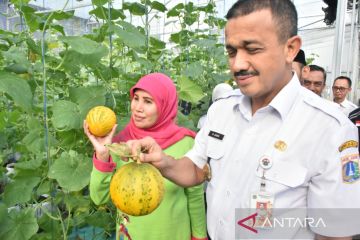 Wali Kota Jaktim panen melon di pondok pesantren