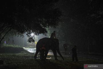 Pemindahan gajah untuk pemenuhan kesejahteraan satwa