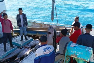 Potensi ikan tuna Yellow Fins di perairan Biak 800 ribu ton per tahun