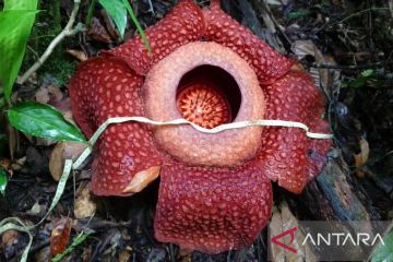 Dua bunga Rafflesia ditemukan mekar di hutan Saniangbaka Solok