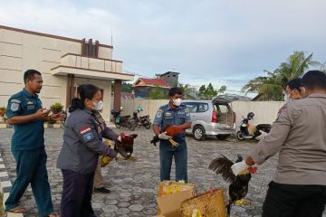 Empat ayam bangkok selundupan dimusnahkan di Ternate, Malut