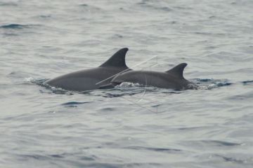 Monitoring Cetacea Di Perairan Pulau Pieh
