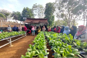 PT Timah mengembangkan pertanian hidroponik di pulau terpencil