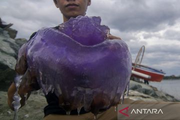 UBUR-UBUR UNGU TERDAMPAR DI TELUK PALU