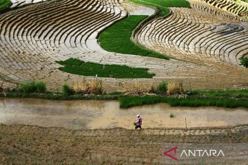 Potensi wisata terasering di Enrekang