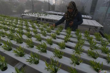 HIDROPONIK UNTUK KETAHANAN PANGAN