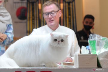 Internasional Cat Show Palembang 2023