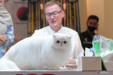International Cat Show Palembang 2023