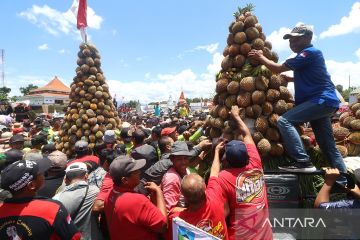 Rebutan durian gratis saat tradisi Sedekah Bumi