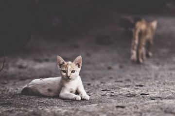 Infeksi saluran kemih jadi penyakit yang banyak dialami kucing kampung