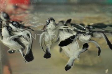 Penetasan Telur Penyu