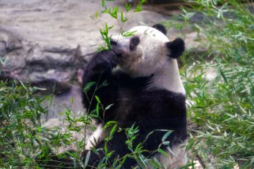 Xiang Xiang, panda raksasa yang lahir di Jepang, pulang ke China