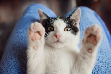 Kucing juga rentan sakit di musim pancaroba