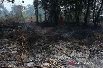 Pemkot Pontianak segel lahan gambut pascakebakaran