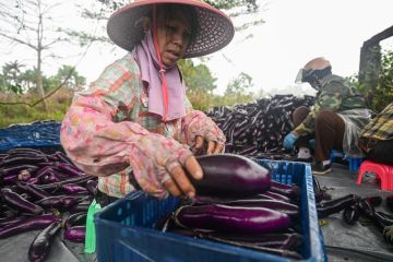 Provinsi Hainan di China masuki musim panen buah dan sayur