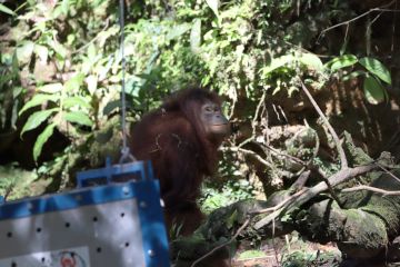 BKSDA Kalbar lepasliarkan orangutan di TN Kedamin