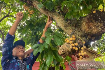 Mengenal duku manis dari Kampung Nitikan Yogyakarta