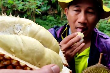 Batang kembangkan durian jenis milky