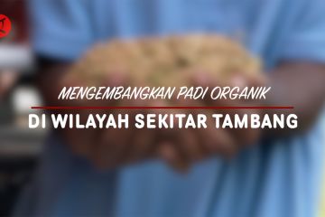 Mengembangkan padi organik di wilayah sekitar tambang