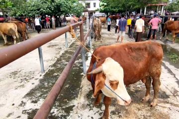 Pemkab Sukoharjo semprot disinfektan pada sapi sebelum masuk pasar