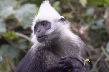 Hewan langka langur kepala putih yang populasinya naik