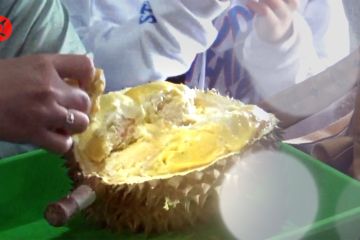 Menikmati durian sambil bersantai di tengah kebun