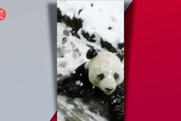 Mengintip tingkah lucu panda raksasa berolahraga di hamparan salju