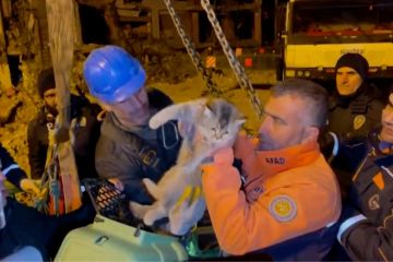 Seekor kucing diselamatkan dari reruntuhan gempa Turki