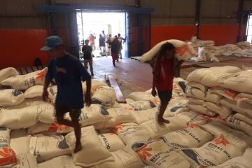 Stok beras di Sulawesi Tengah aman di bulan Maret saat panen tiba