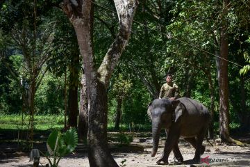 Pengelolaan destinasi ekowisata gajah jinak di Aceh Jaya