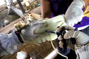 Upaya yang dapat dilakukan untuk cegah penularan flu burung di pasar