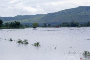 Petani Situbondo terancam gagal panen, rugi ratusan juta akibat banjir