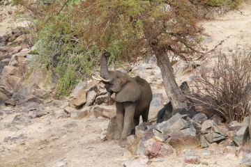 Dalam 14 bulan, enam gajah mati di Taman Nasional Ruaha Tanzania