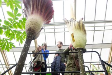 Bunga bangkai langka mekar di Kebun Raya Leiden Belanda