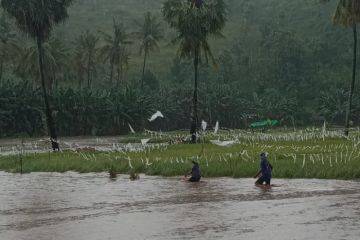 Puluhan hektare padi jelang panen rusak akibat banjir di Bima NTB
