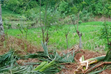 Gajah liar kembali rusak tanaman pinang dan padi warga di Aceh Jaya