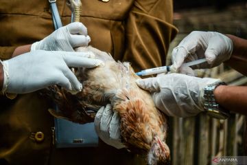 Prancis laporkan wabah flu burung di peternakan kalkun