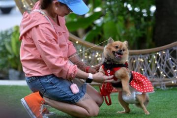 Kontes Kostum Anjing