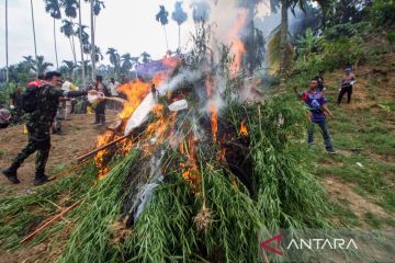 Operasi pemusnahan ladang ganja di Aceh