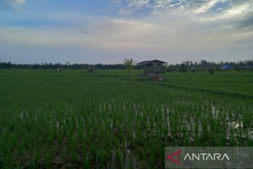 Sebanyak 60 ribu petani di Bengkulu terima kartu tani