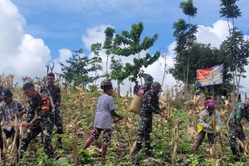 Satgas Pamtas RI-RDTL bersama warga perbatasan panen jagung bersama