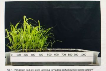 BRIN tingkatkan keragaman genetik sorgum melalui iradiasi sinar gama