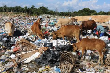 Sapi Digembalakan di TPA