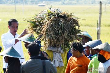 Presiden Jokowi lakukan panen raya di Kabupaten Ngawi