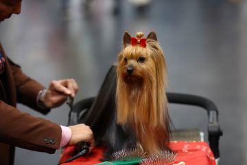 Pameran anjing Crufts di Birmingham